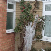 Flowering roses with ice